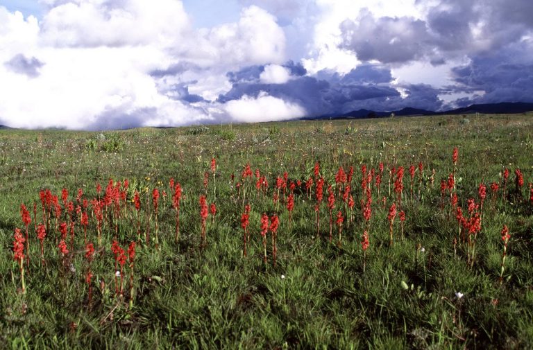 Kitulo_National_Park