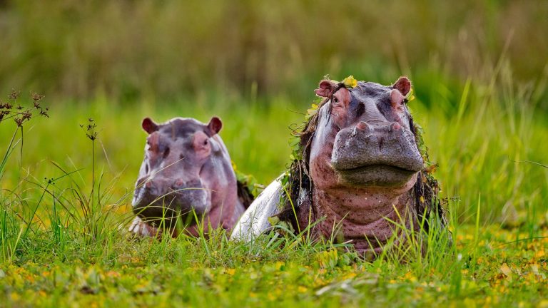 Selous Game Reserve