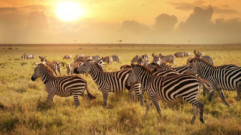 central serengeti